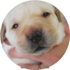 グリーン(Mariy男の子)